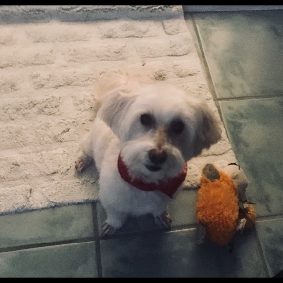 Meet your Posher, Iris - Picture 2 of 2